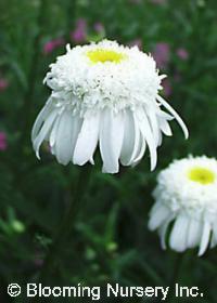 Leucanthemum x superbum 'Wirral Pride'